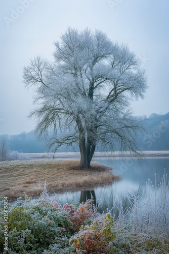 Frozen tree covered in hoarfrost standing by a calm lake in a cold winter landscape