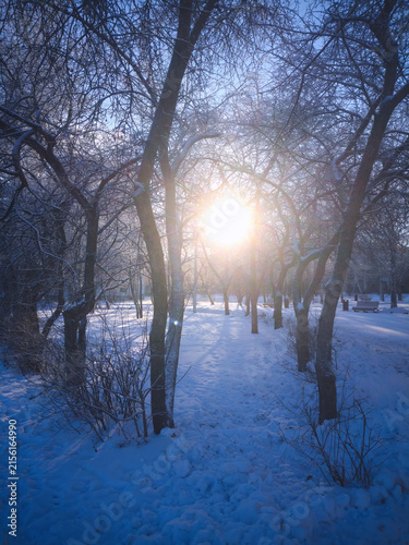 Foto Golden Sunlight Penetrates Snowy Trees