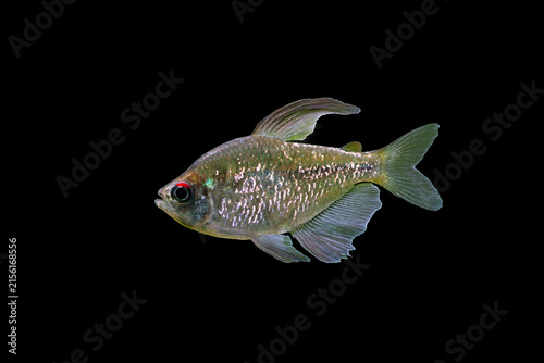 Obraz na plátně Portrait of Diamond Tetra male (Moenkhausia pittieri) on a black background