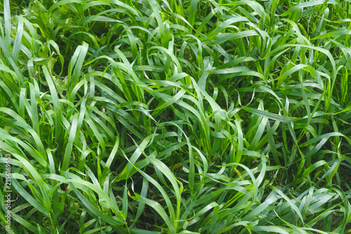 Green Grass Sways in Breeze
