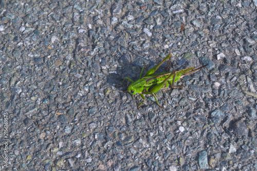 Green Bug Against Gray Pavement
