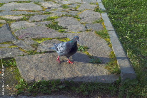 Urban Avian on Stone Walkway