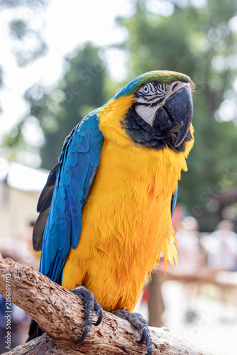 blue and yellow macaw