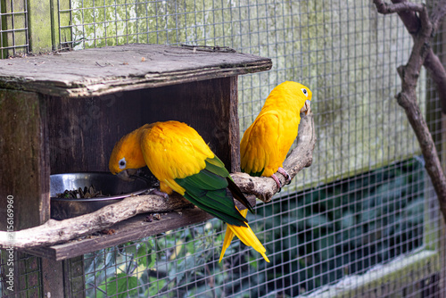 yellow and green parrot