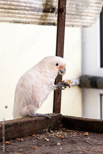 white parrot on a fence