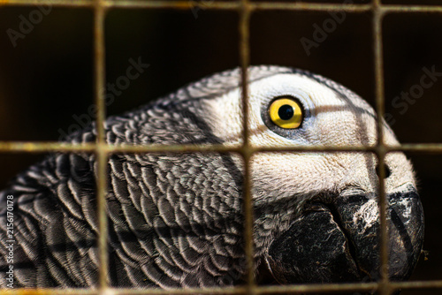 parrot in the cage
