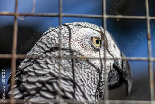 close up on parrot