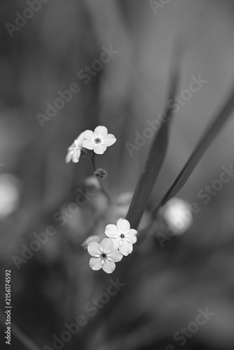 Fotografie Black and white macro photo of delicate forget me not flowers blooming in nature