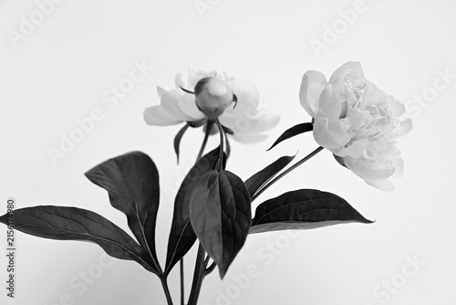 Konstfotografi Black and white delicate peony flowers with bud and leaves on bright background