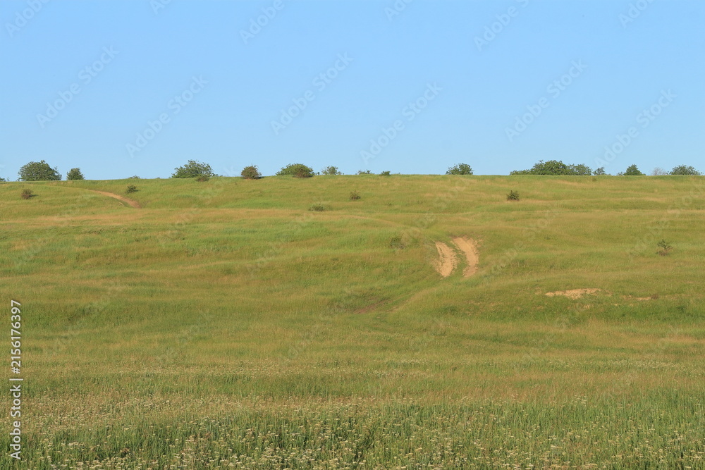 Fototapeta premium A grassy field with trees in the background