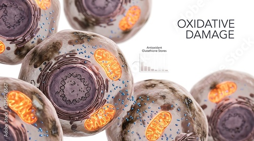 Biological illustration of oxidative damage in cells with oxidative, microscopic