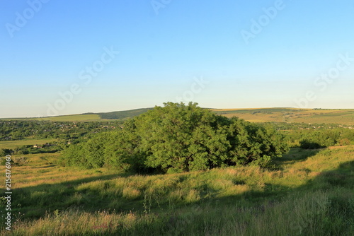 A grassy field with trees with Konza Prairie Natural Area in the background
