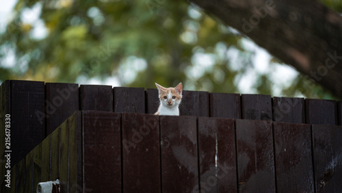 Obraz na plátně stray kitten notices the camera