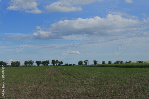 Photography A field with trees and blue sky