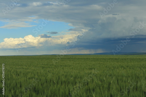 A field of grass