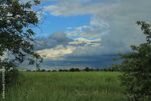 Canvas Print A grassy field with trees and clouds in the sky