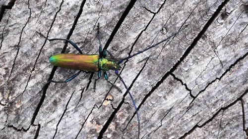 Musk beetle, Aromia moschata, perched on a dried-out stump, a colorful beetle with large antennae