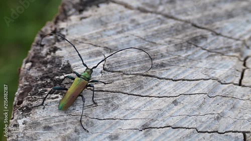 Musk beetle, Aromia moschata, perched on a dried-out stump, a colorful beetle with large antennae