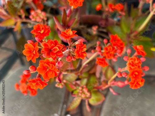Foto Double orange-red calandiva kalanchoe flowers in pot