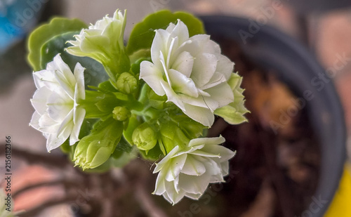 Double white calandiva kalanchoe flowers in plant pot. Focus on succulents, floristry, and gardening for stock.