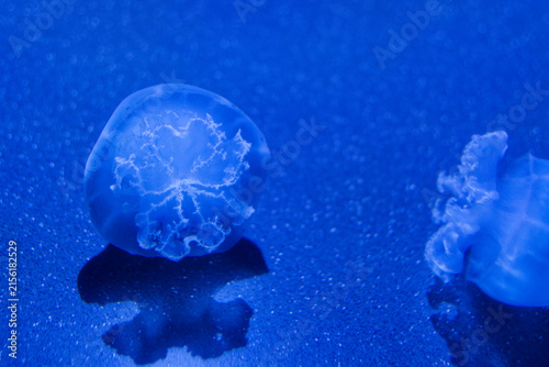 Photography Les méduses sont des animaux marins gélatineux au corps translucide, dotés de tentacules urticants