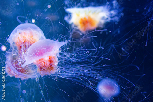 Les méduses sont des animaux marins gélatineux au corps translucide, dotés de tentacules urticants. Elles dérivent au gré des courants dans tous les océans de la planète, du littoral aux abysses.