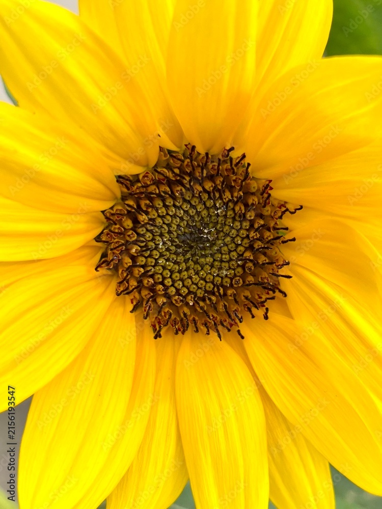 Naklejka premium Sunflower
