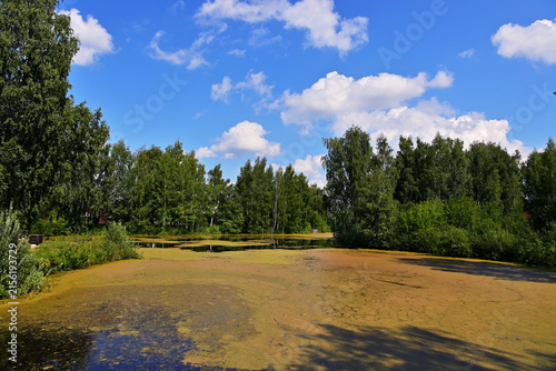 A forest lake surrounded by forest.