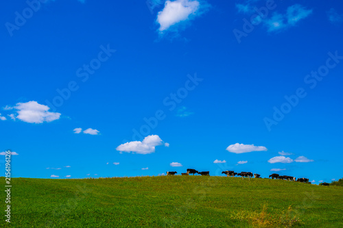 Farm Landscape. Bright Blue Sky with White Clouds over Lush Green Rolling Hills, Cows and Meadow