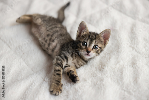 Cute tabby short hair kitten. kittens sleep on a bed . Top down view web banner. adorable cats. Postcard concept