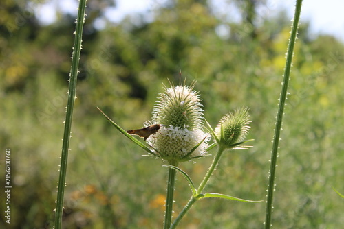 Photography Moth on the Cutleaf teasel