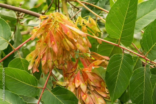 Obraz na plátně Tree of Heaven Flowers - Ailanthus altissima