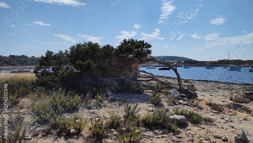 Konstfotografi Windswept coastal juniper by the sea in Ibiza