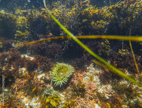 Green sea anemone underwater surrounded by seaweed and reef