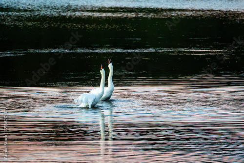 Foto Two mute swans swimming side by side leaving ripples across dark water