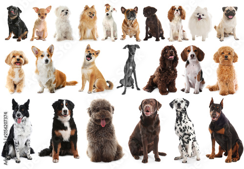 Konstfotografi Cute dogs of various breeds and sizes