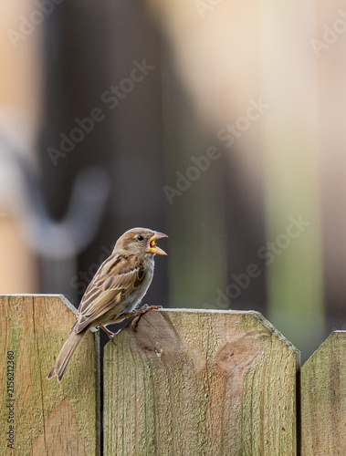 Foto Small Brown Songbird Calling with Beak Open on Wooden Fence