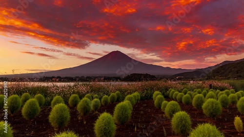 河口湖大石公園のコキア畑から朝焼けの富士山Timelapse