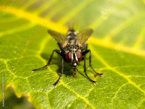 fly on leaf