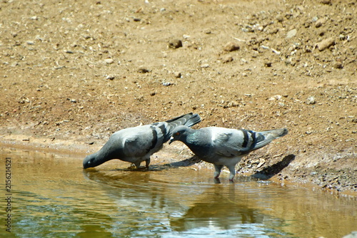 PALOMAS BEBIENDO AGUA EN UNA CHARCA