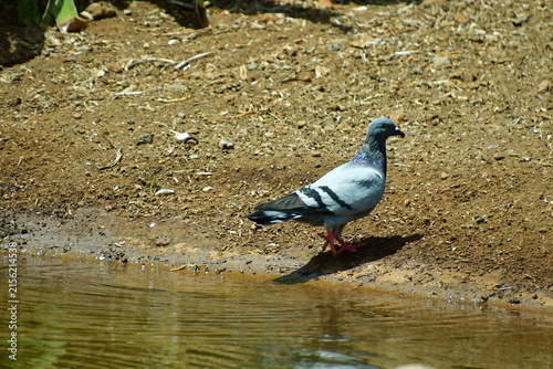 PALOMAS BEBIENDO AGUA EN UNA CHARCA