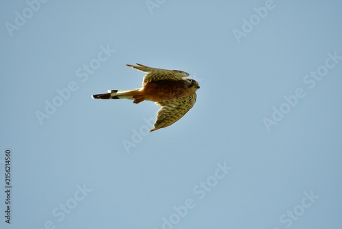 CERNÍCALO VOLANDO