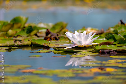 Photography Selective focus of pink lotus flower on water in the pond, Nymphaea alba also kn