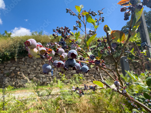 Canvastavla Fresh blueberries ripen on the branch under a vibrant blue summer sky in this su