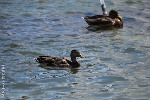 Картината върху платно Mallard ducks waddling in a pond in Washington D