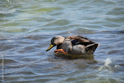 Canvastavla Mallard ducks waddling in a pond in Washington D