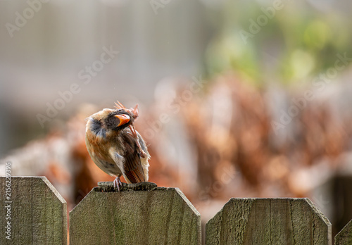 Canvastavla Fluffed Juvenile Songbird Perched on Fence Post