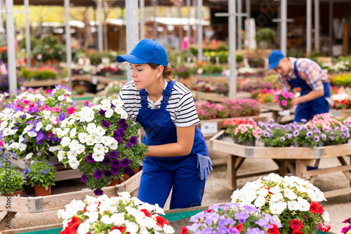 Quadro su tela Enthusiastic young female florist in blue overalls setting up attractive display