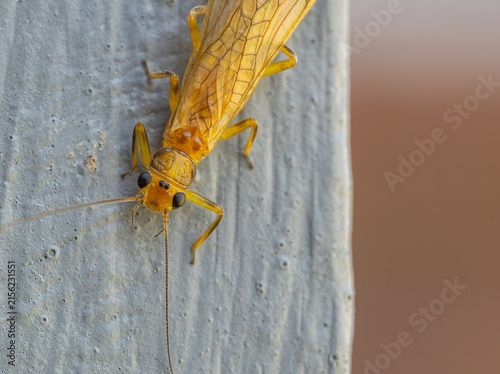 Yellow Stonefly Insect Close-up on White Painted Wood