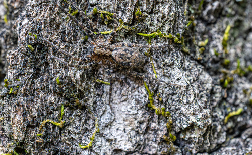 Foto Camouflaged Spider Blending Into Lichen-Covered Tree Bark